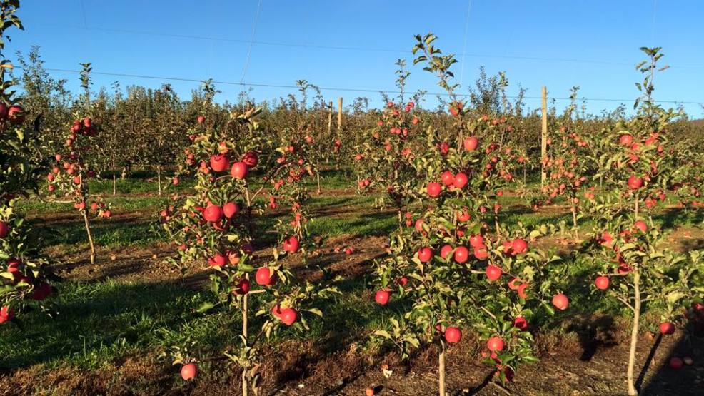 The 6 best places for apple picking this fall DC Refined