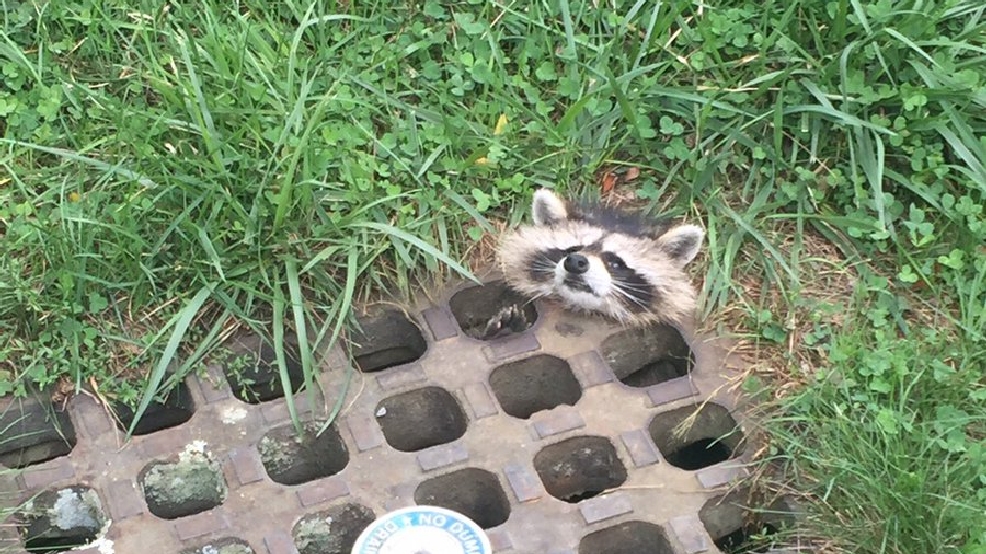 Raccoon rescued from sewer grate WBFF