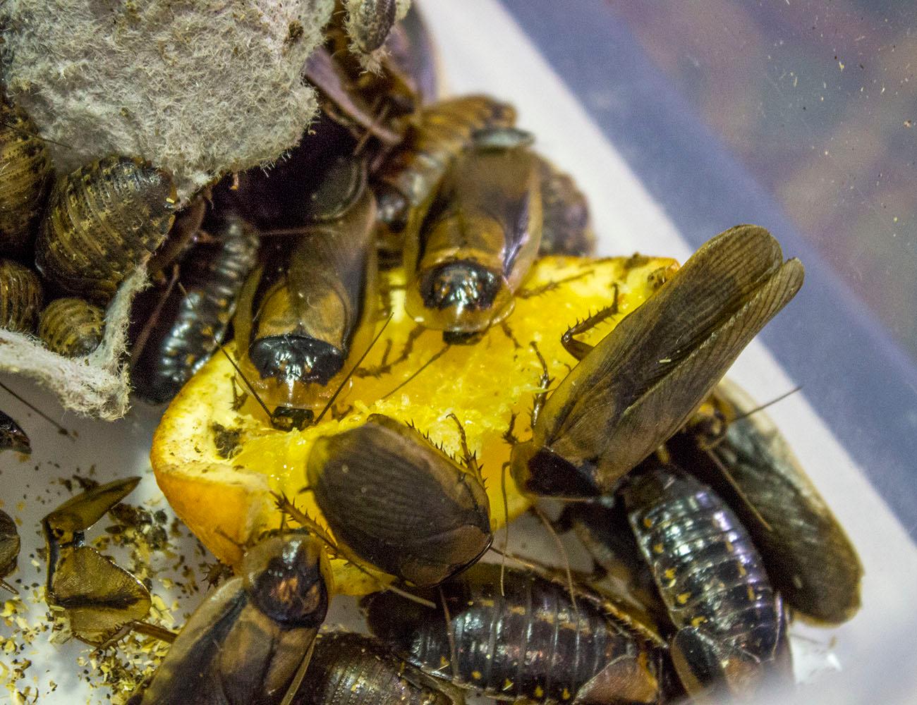 Critters slither home with their new owners at Portland Metro Reptile