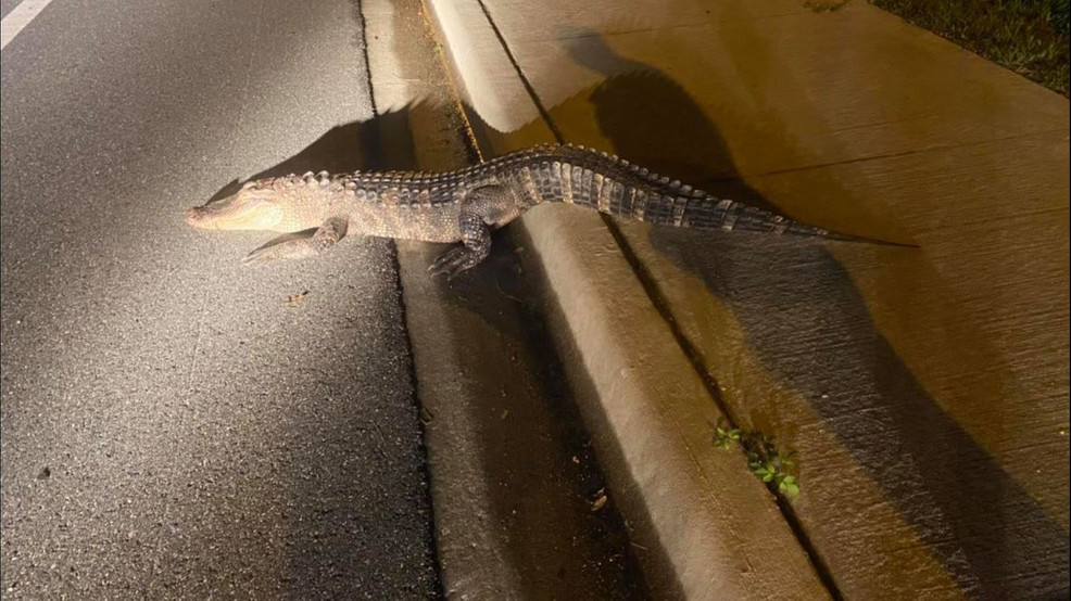 Alligator hit by a car in Florida WTVX