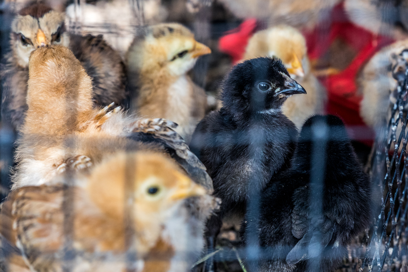 Here's a Quail Farm, a Fresh Market, and a Wedding Venue All in One