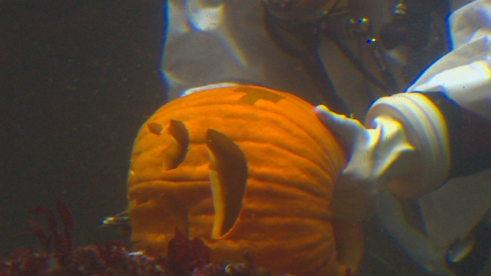Seattle Aquarium celebrates Halloween with underwater pumpkin carving