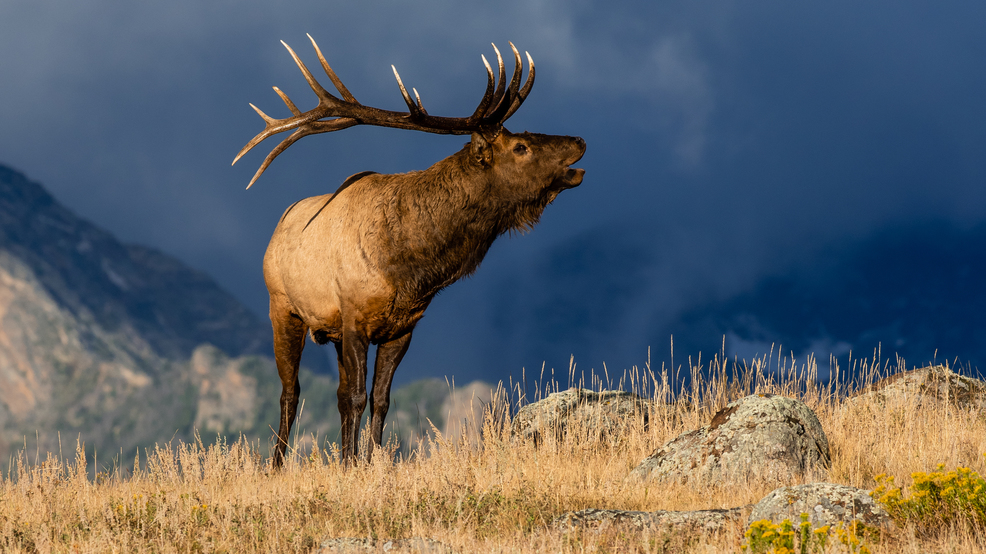 Idaho elk tags expected to sell out soon for second and nonresidents KBOI
