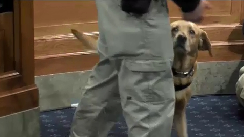 How canine programs help Homeland Security WJLA