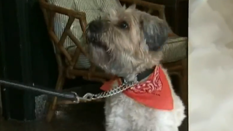 Raising Oklahoma Pets as Presents KOKH