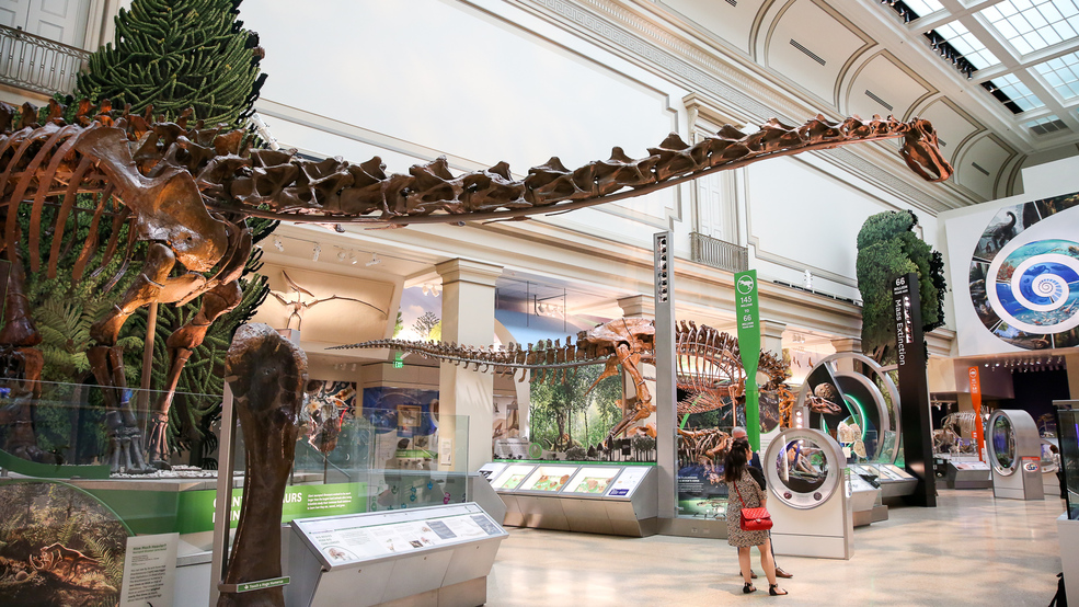 Dinosaurs Come To Life In The Museum Of Natural History's New Hall Of ...