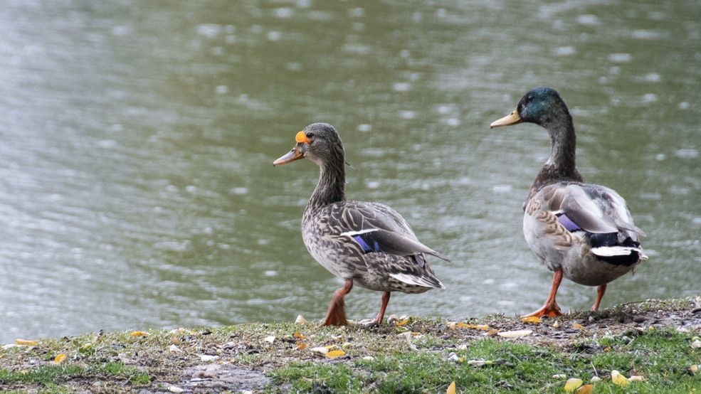 Multiple ducks and geese found in Julia Davis Park with ...