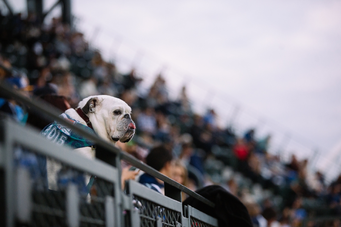 Who Let The Dogs In (To Safeco Field)? Mariners Host Bark in the Park