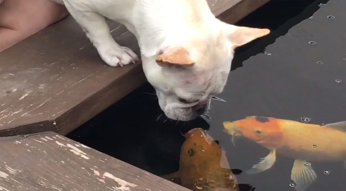 A fish tale local dog and koi fish form unlikely bond KSNV