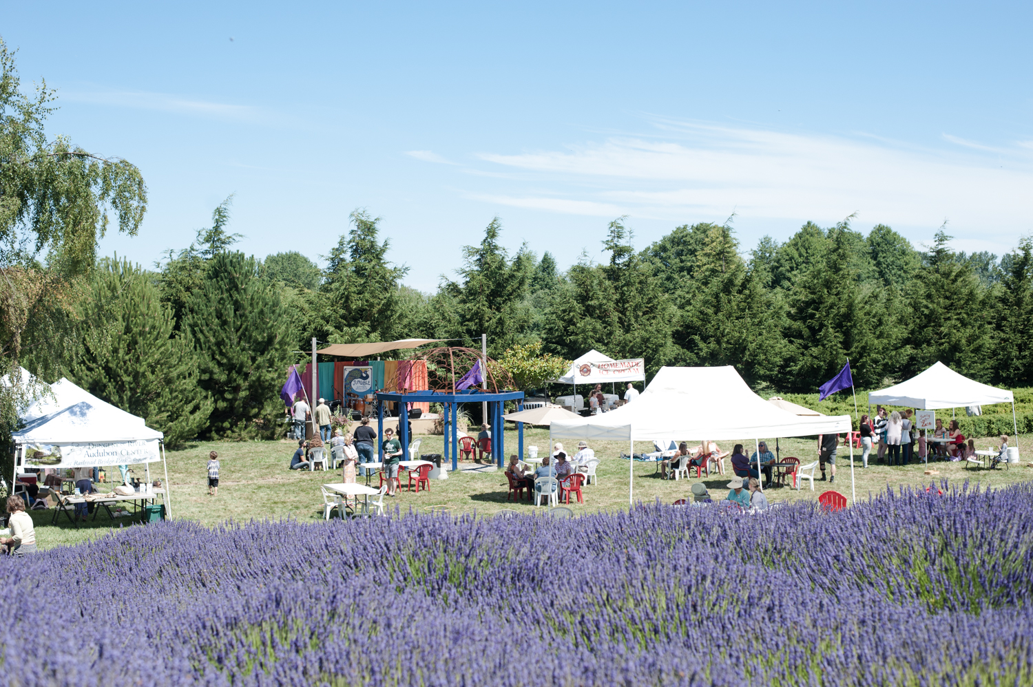 Photos 19 farms filled with lovely lavender for Sequim's annual