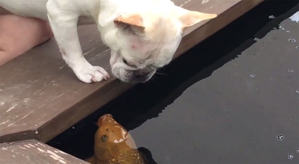 A fish tale local dog and koi fish form unlikely bond KSNV