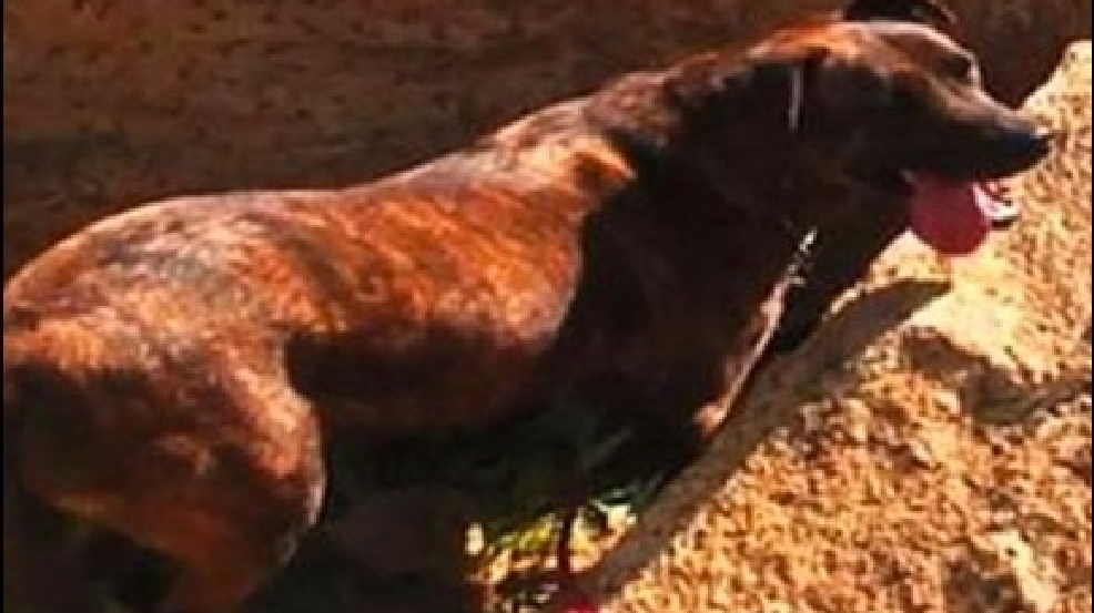 130327_dog_found.jpg