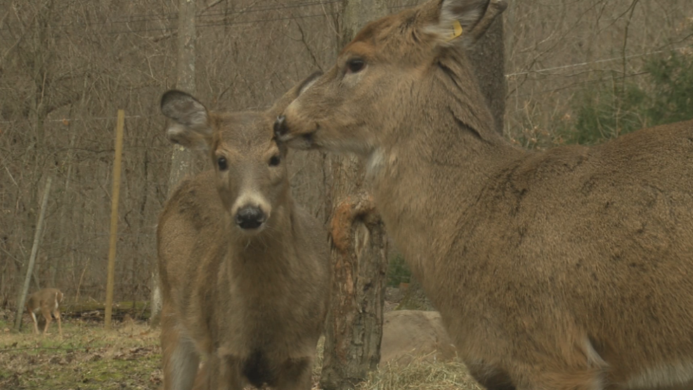 Officials Release Preliminary Plan To Combat Deer Overpopulation In