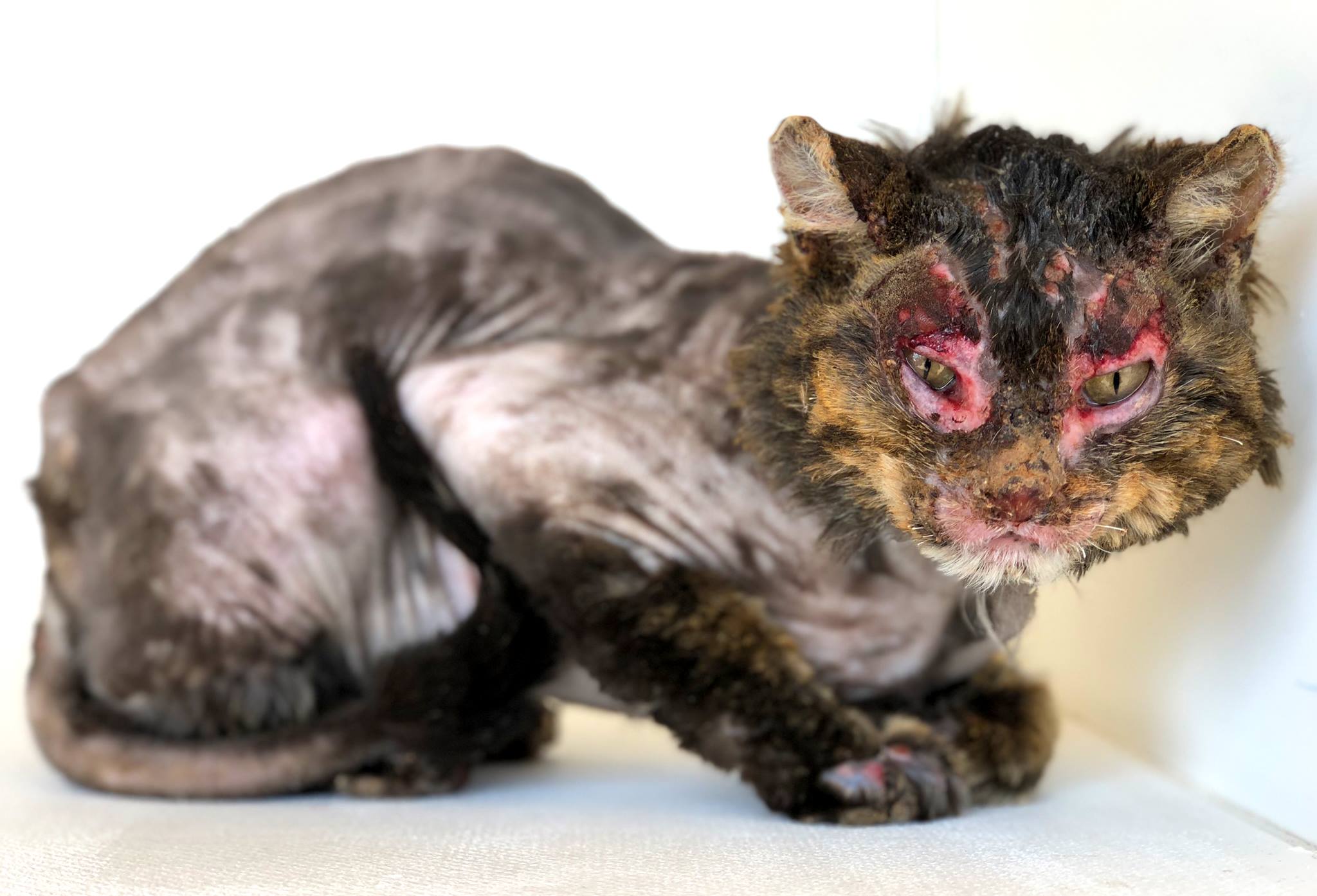 graphic warning utah cat recovering after being severely graphic warning utah cat recovering after being severely