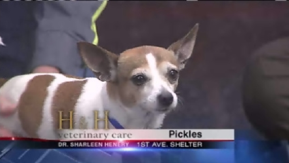 pet_pickles2.jpg