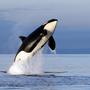 New Washington directive aims to help endangered orcas