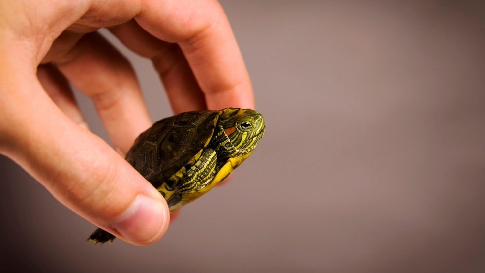 CDC Seven people hospitalized with Salmonella from pet turtles WSET