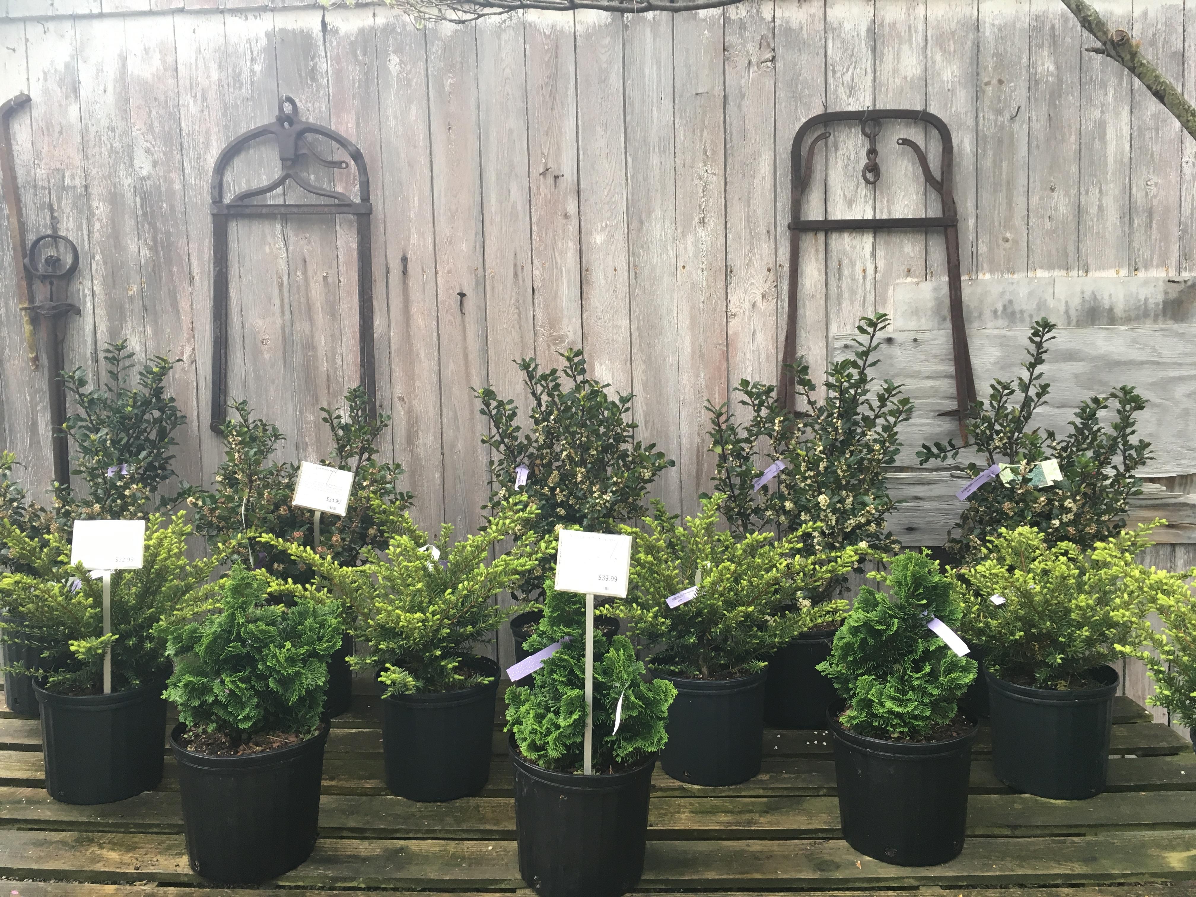 Anderson’s Greenfield Plant Farm Is A Local Plant &amp; Flower