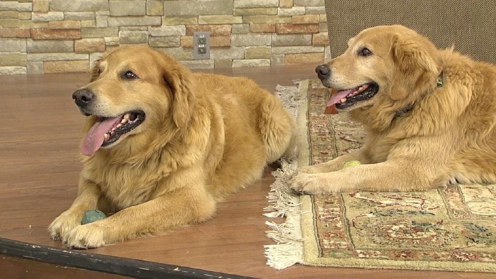 083012AirBud.jpg_BIM.jpg