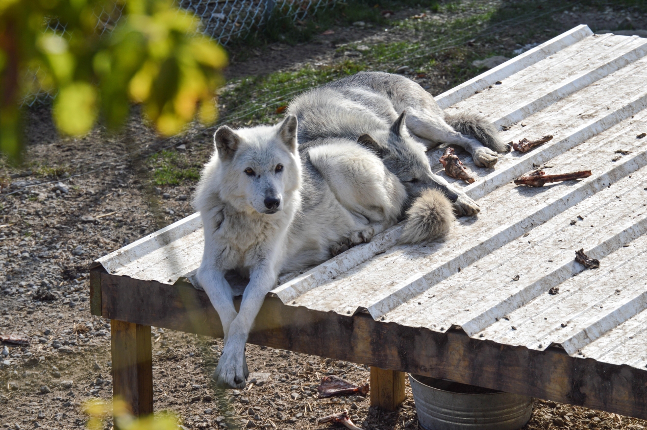 Learn How To Play With Wolves At This Indiana Wolf Sanctuary
