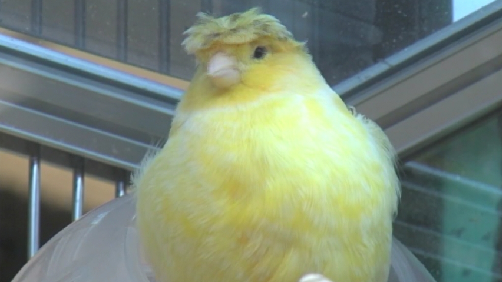 &quot;Trump Bird&quot; draws attention at pet store | WSYX
