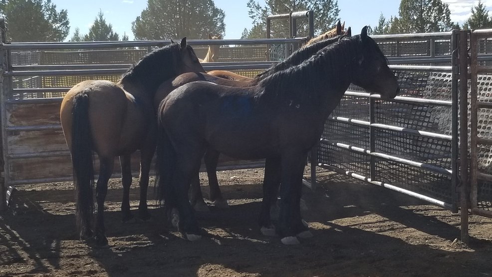 Horse from Modoc National Forest euthanized for preexisting condition KRCR