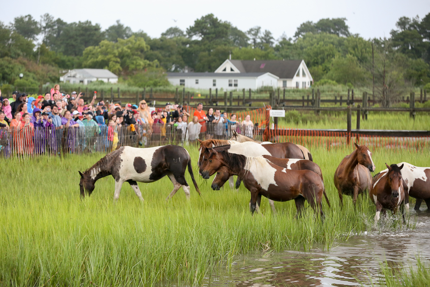 The 93rd annual Chincoteague Pony Swim brings a tradition to life DC