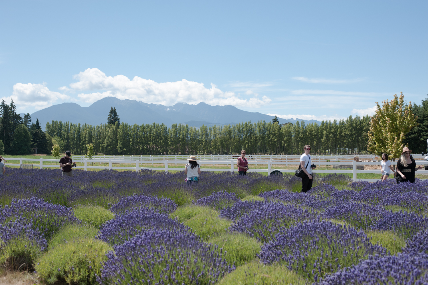 Photos 19 farms filled with lovely lavender for Sequim's annual