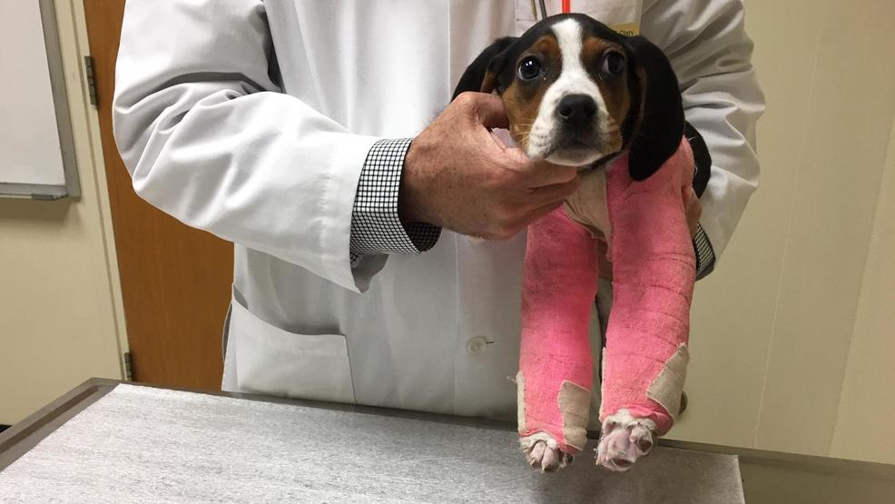 Puppy born with upside down paws treated at Oklahoma State KOKH