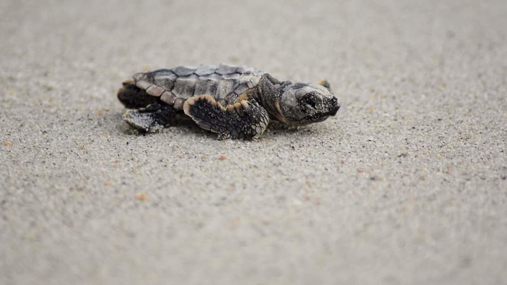 Bright lights likely led to newlyhatched turtle deaths WPDE