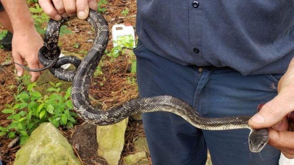 Nonvenomous Texas rat snake bites child above the eye in Jasper County