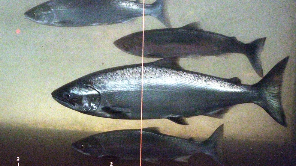 What is a young salmon called?