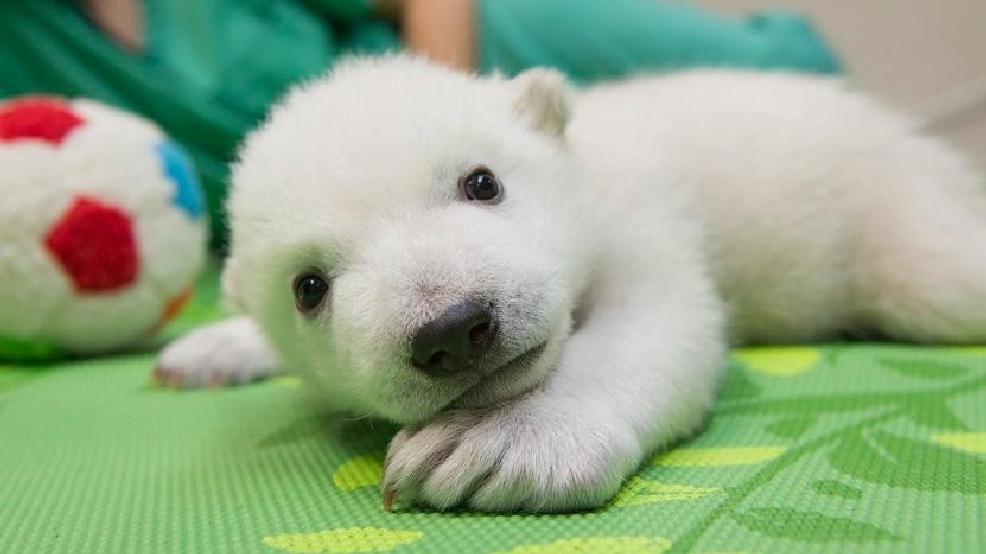 Adorable polar bear cub Nora is heading to the Oregon Zoo