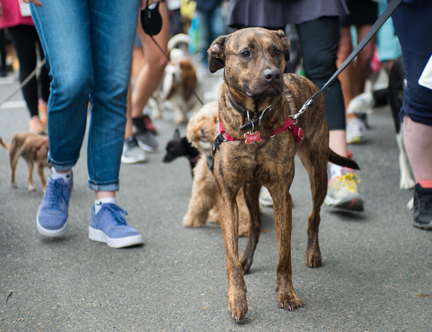Photos 2018 Doggie Dash for the Oregon Humane Society KATU