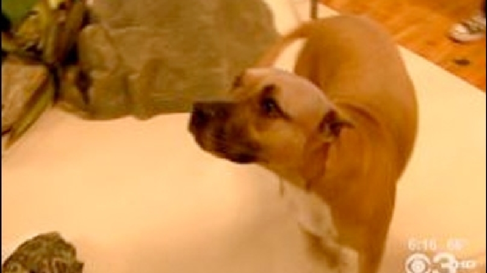 130501_pitbulls.jpg