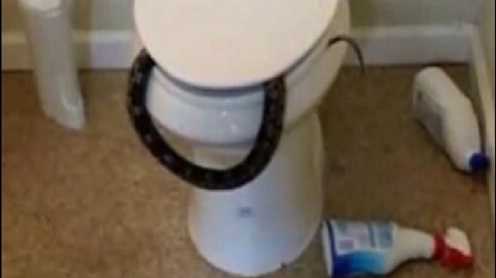 140709_toilet_snake.jpg