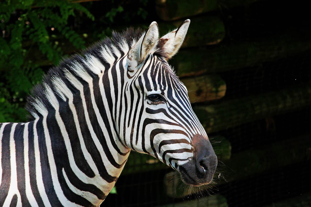 Larry Thomas' Photos Of Cincy's Zoo Animals Are Wildly Beautiful ...