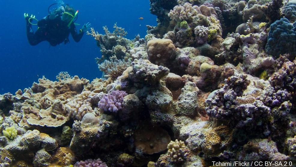 Surprise rescue of Jamaica coral reefs shows nature can heal KATU