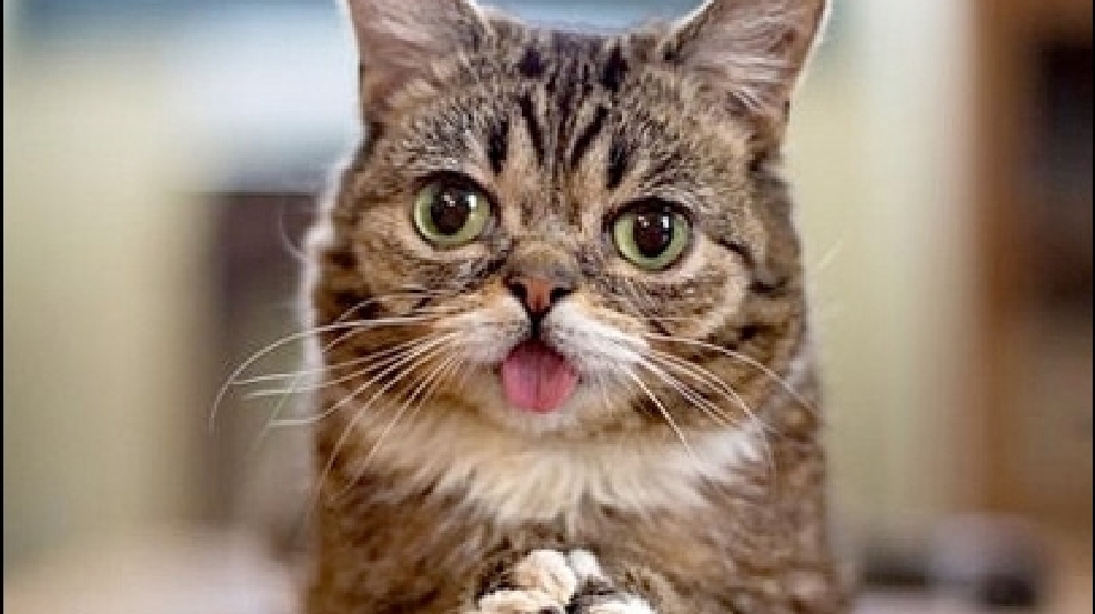 130903_cat_contest.jpg