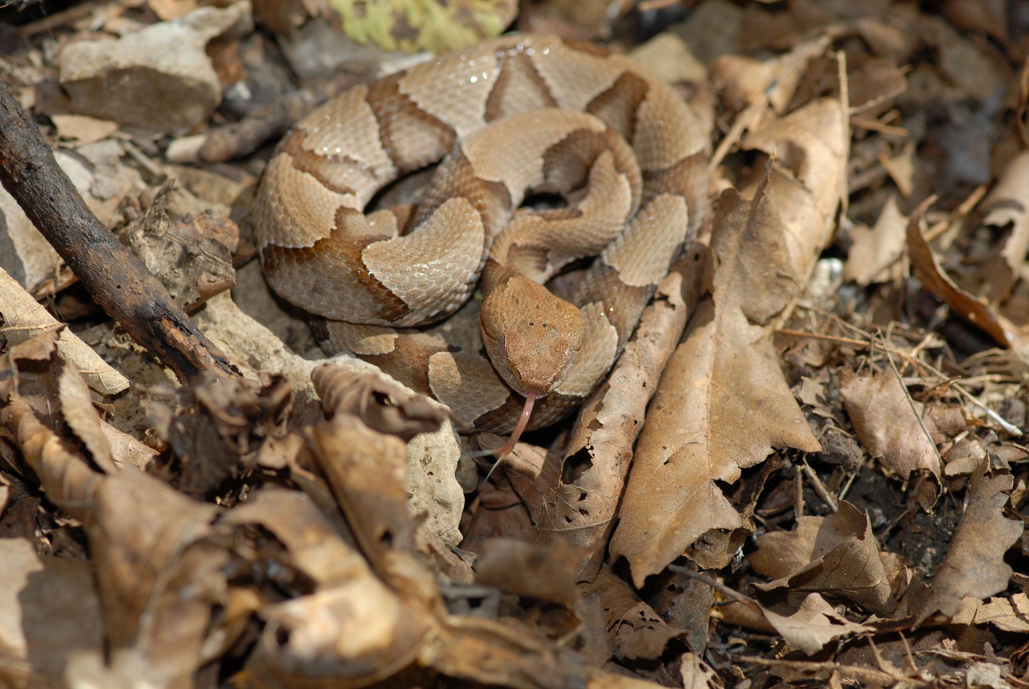 South Carolina venomous snake guide PHOTO GALLERY WCIV