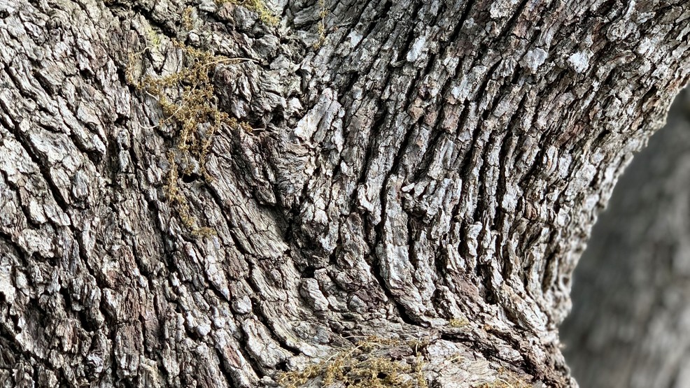 Oak allergy suffers are not out of the woods yet! KABB