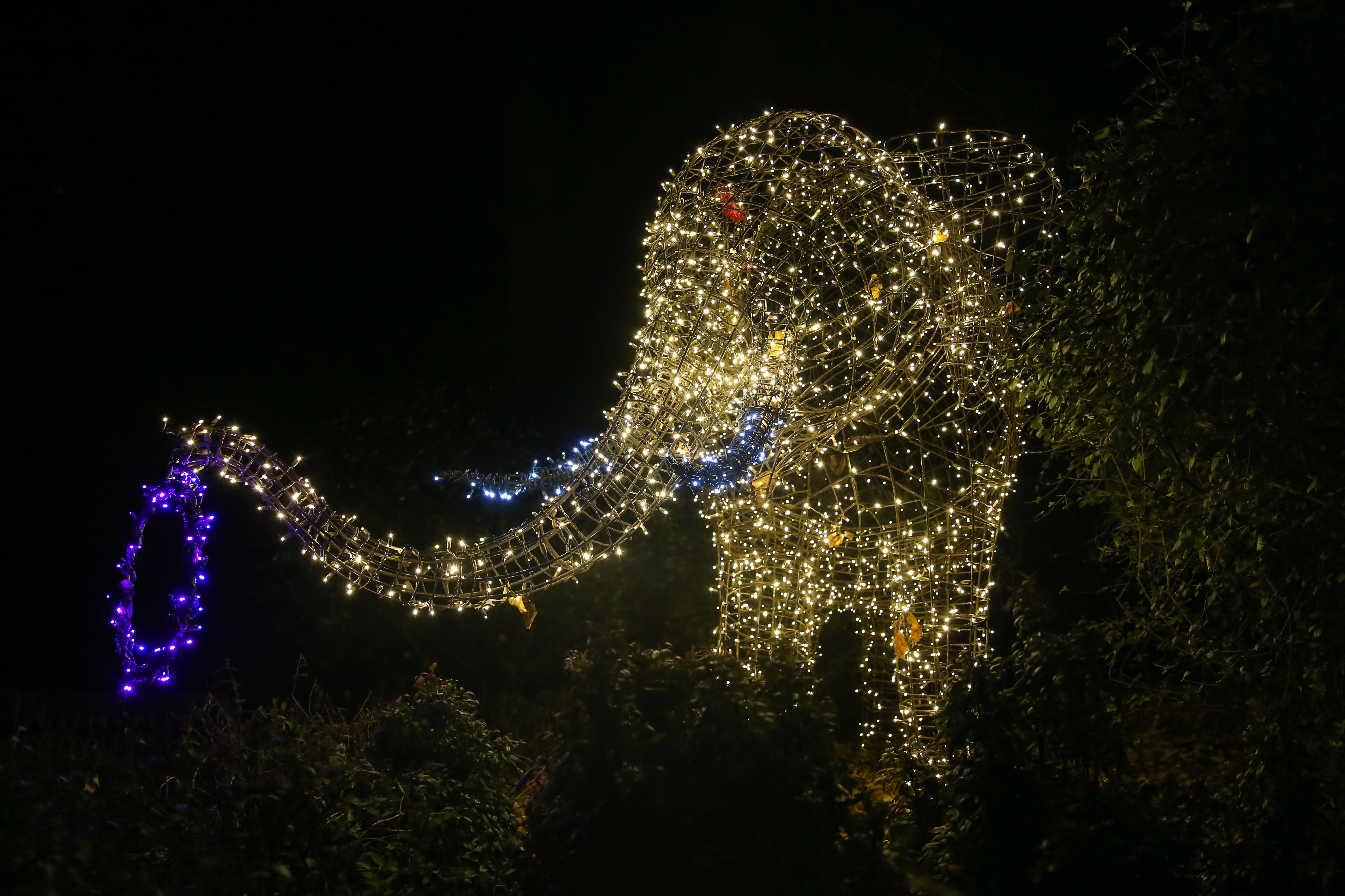 ZooLights returns to illuminate the holiday season DC Refined