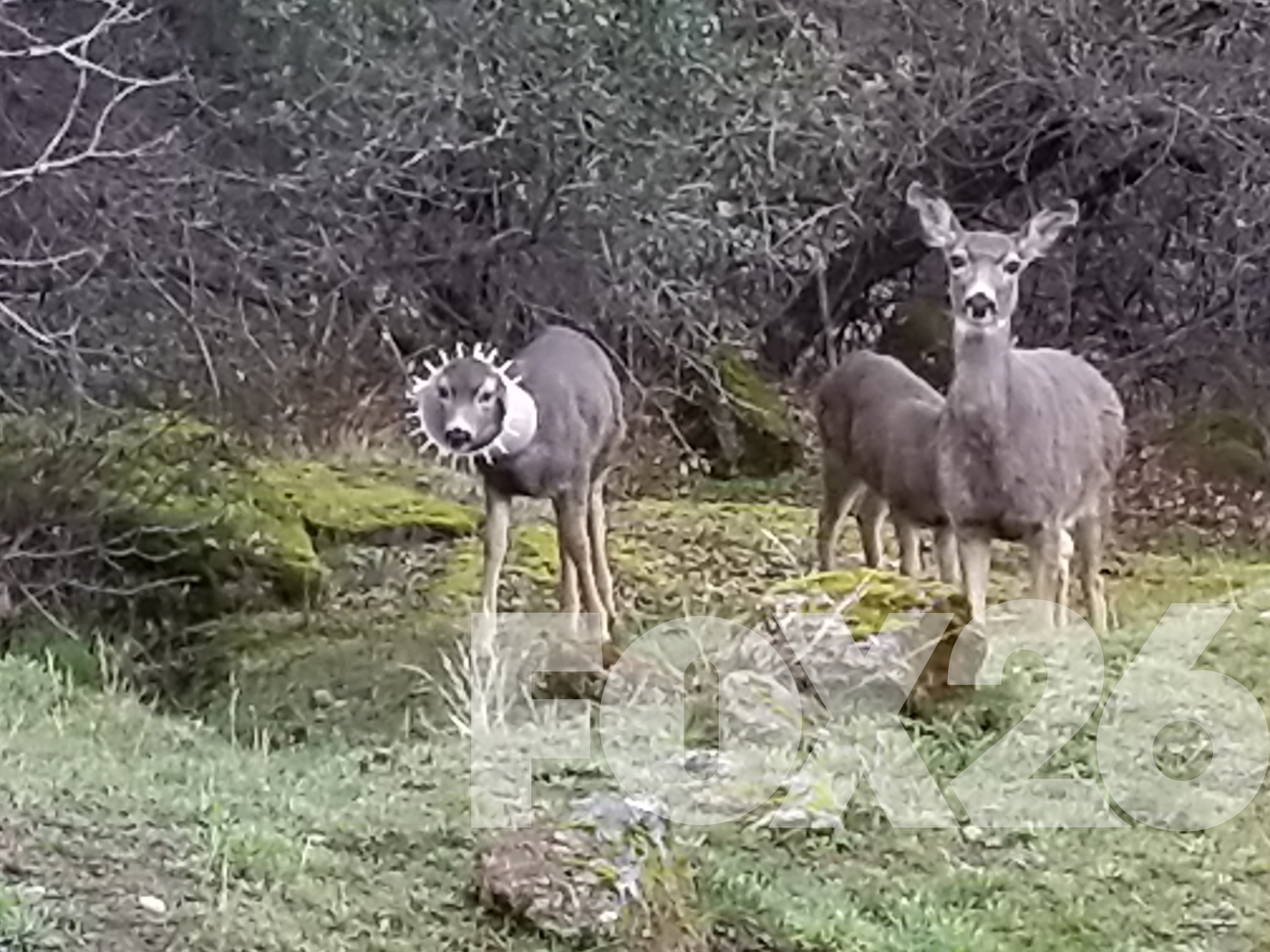 Wildlife Officer Removes Plastic Ring Stuck Around Deers Head Wbma