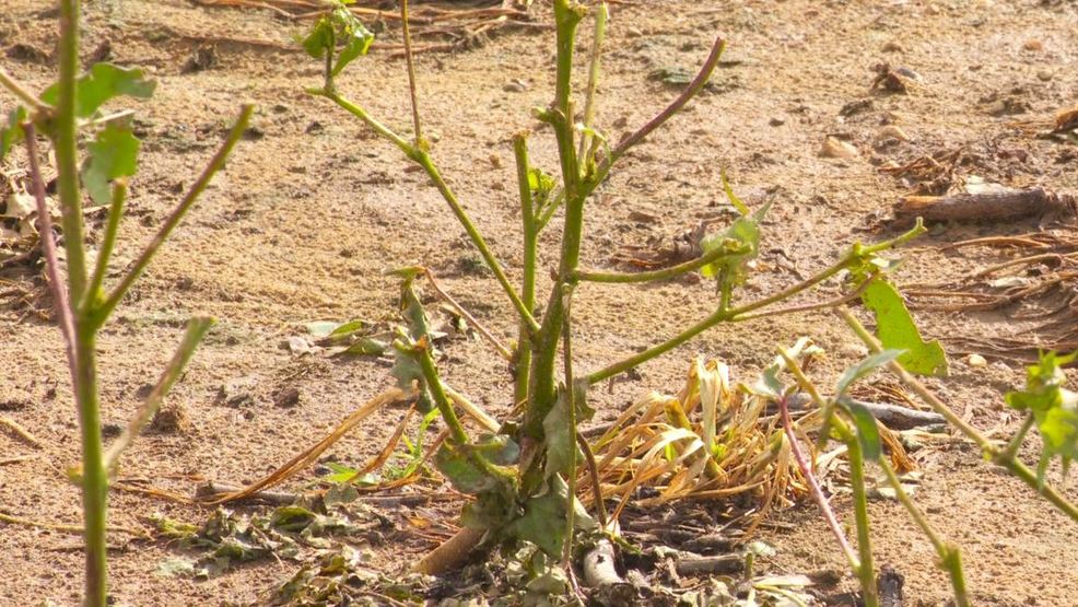 Cotton crops destroyed by hail in northeast Alabama WBMA
