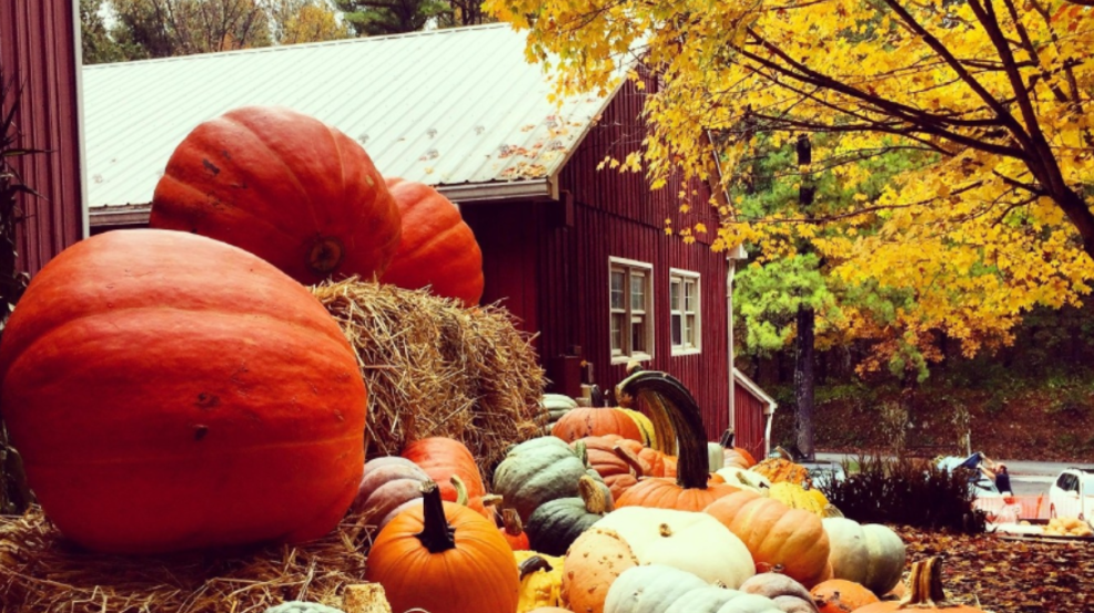 The 9 best pumpkin patches within an hour's drive of D.C. DC Refined