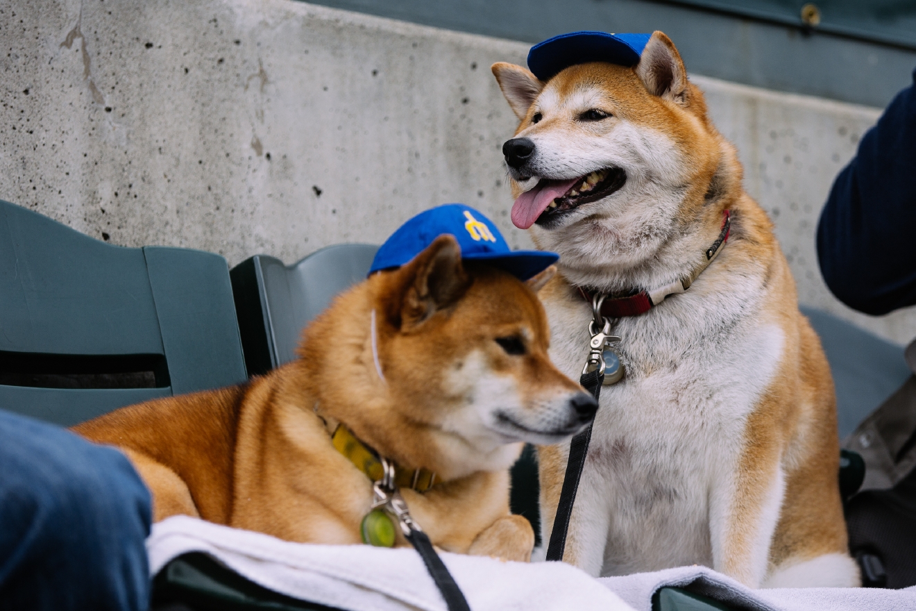 Who Let The Dogs In (To Safeco Field)? Mariners Host Bark in the Park