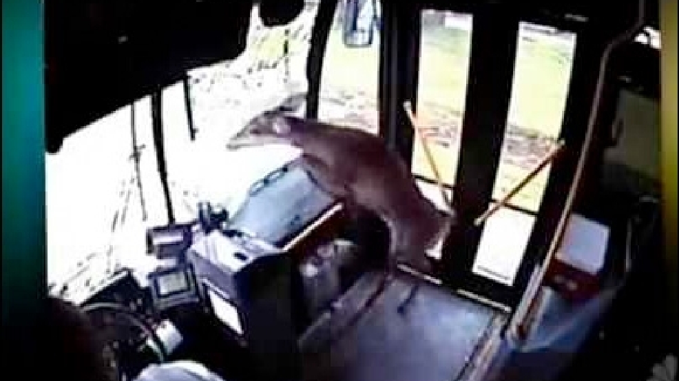 130516_deer_bus.jpg