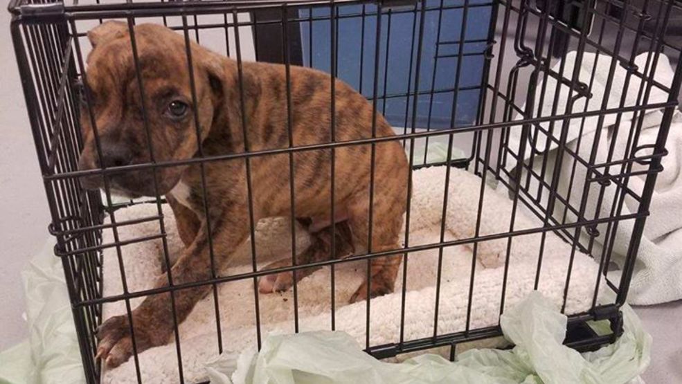 aspca plastic dog crate