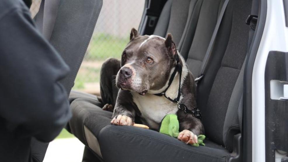 fresno bully rescue fresno ca