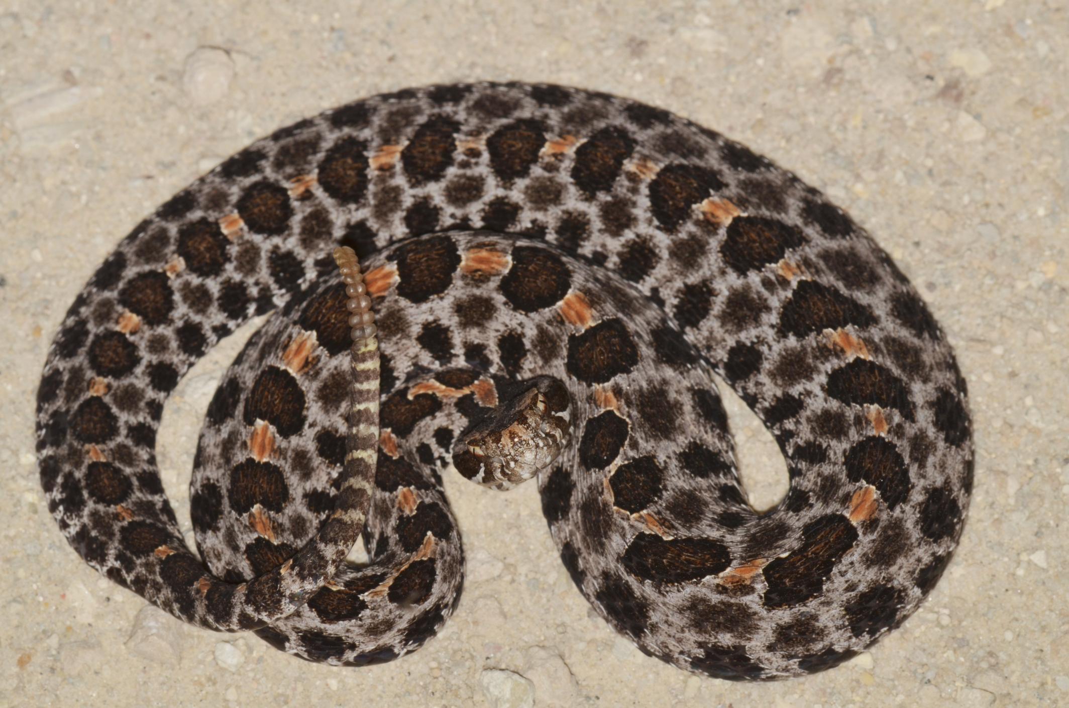 South Carolina Venomous Snake Guide PHOTO GALLERY WCIV